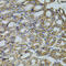 TRNA Methyltransferase 2 Homolog A antibody, 19-966, ProSci, Immunohistochemistry paraffin image 