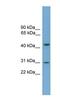 Apolipoprotein L5 antibody, NBP1-79726, Novus Biologicals, Western Blot image 