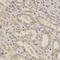 BCL2 Like 1 antibody, LS-C330832, Lifespan Biosciences, Immunohistochemistry frozen image 