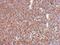 Stress Induced Phosphoprotein 1 antibody, NBP2-20512, Novus Biologicals, Immunohistochemistry frozen image 