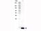 Interleukin 9 antibody, B02925, Boster Biological Technology, Western Blot image 