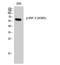 Interferon Regulatory Factor 3 antibody, A00165S385, Boster Biological Technology, Western Blot image 