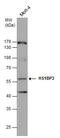 HCLS1 Binding Protein 3 antibody, GTX107715, GeneTex, Western Blot image 