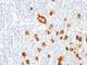 Sialyl Lewis X antibody, V2525IHC-7ML, NSJ Bioreagents, Immunohistochemistry frozen image 