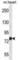 Mitogen-Activated Protein Kinase Kinase Kinase Kinase 2 antibody, abx028452, Abbexa, Western Blot image 