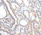 VANGL Planar Cell Polarity Protein 1 antibody, MBS2517889, MyBioSource, Immunohistochemistry frozen image 