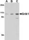 Glutamate Ionotropic Receptor Kainate Type Subunit 1 antibody, A06001, Boster Biological Technology, Western Blot image 