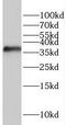 Ras Association Domain Family Member 4 antibody, FNab07136, FineTest, Western Blot image 