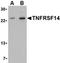 TNF Receptor Superfamily Member 14 antibody, orb74709, Biorbyt, Western Blot image 