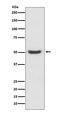 Protein Disulfide Isomerase Family A Member 6 antibody, M03813, Boster Biological Technology, Western Blot image 