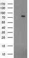Zinc Finger Imprinted 2 antibody, LS-C172416, Lifespan Biosciences, Western Blot image 