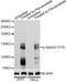 EPH Receptor A3 antibody, LS-C750577, Lifespan Biosciences, Western Blot image 