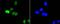 c-Myc antibody, A00026S62-1, Boster Biological Technology, Immunocytochemistry image 