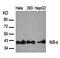 NFKB Inhibitor Epsilon antibody, GTX37290, GeneTex, Western Blot image 