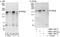 GRB10 Interacting GYF Protein 2 antibody, NBP2-12812, Novus Biologicals, Immunoprecipitation image 