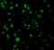 Toll Like Receptor 10 antibody, 3275, ProSci, Immunofluorescence image 