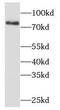 Mdm1 Nuclear Protein antibody, FNab05075, FineTest, Western Blot image 