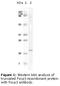 FOXP3 antibody, LS-C47213, Lifespan Biosciences, Western Blot image 