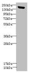 Contactin Associated Protein 1 antibody, LS-C682098, Lifespan Biosciences, Western Blot image 