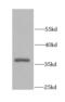 AKT Interacting Protein antibody, FNab00274, FineTest, Western Blot image 