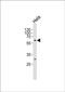 Copine 8 antibody, PA5-72404, Invitrogen Antibodies, Western Blot image 