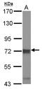 Inhibitor Of Nuclear Factor Kappa B Kinase Subunit Epsilon antibody, LS-B10817, Lifespan Biosciences, Western Blot image 
