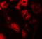 Zinc Finger Protein 346 antibody, NBP1-76540, Novus Biologicals, Immunofluorescence image 