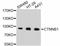 Catenin Beta 1 antibody, STJ112730, St John