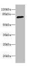 Sorbin And SH3 Domain Containing 3 antibody, CSB-PA022406LA01HU, Cusabio, Western Blot image 