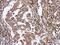 Lymphocyte Transmembrane Adaptor 1 antibody, NBP2-19335, Novus Biologicals, Immunohistochemistry frozen image 