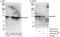 Alanyl-TRNA Synthetase antibody, A303-473A, Bethyl Labs, Western Blot image 