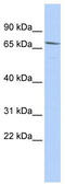 Maternal Embryonic Leucine Zipper Kinase antibody, TA339317, Origene, Western Blot image 