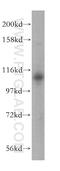VHL-interacting deubiquitinating enzyme 2 antibody, 17491-1-AP, Proteintech Group, Western Blot image 