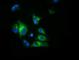 Haptoglobin antibody, NBP2-03008, Novus Biologicals, Immunofluorescence image 