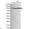 Eukaryotic Translation Elongation Factor 2 antibody, LS-C812949, Lifespan Biosciences, Western Blot image 