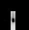 Gamma-Aminobutyric Acid Type A Receptor Beta2 Subunit antibody, XPS-2011, ProSci, Western Blot image 