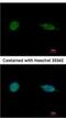 SAP30 Binding Protein antibody, NBP1-31695, Novus Biologicals, Immunocytochemistry image 