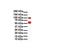 Snail Family Transcriptional Repressor 1 antibody, NBP1-80022, Novus Biologicals, Western Blot image 