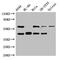 Beta-Secretase 2 antibody, CSB-PA896746LA01HU, Cusabio, Western Blot image 