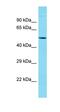 Chromosome 10 Open Reading Frame 90 antibody, orb326721, Biorbyt, Western Blot image 