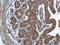 Transmembrane P24 Trafficking Protein 9 antibody, NBP1-31650, Novus Biologicals, Immunohistochemistry paraffin image 