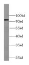 TRNA-YW Synthesizing Protein 1 Homolog B antibody, FNab09136, FineTest, Western Blot image 