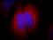 Exocyst Complex Component 2 antibody, 66011-1-Ig, Proteintech Group, Immunofluorescence image 