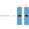 Herpes Simplex Virus tag antibody, LS-C387307, Lifespan Biosciences, Western Blot image 