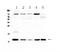 Dynein Light Chain Tctex-Type 1 antibody, A05556, Boster Biological Technology, Western Blot image 