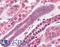 Syntaxin Binding Protein 6 antibody, LS-B2750, Lifespan Biosciences, Immunohistochemistry frozen image 