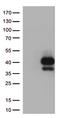 T cell immunoreceptor with Ig and ITIM domains antibody, TA812567S, Origene, Western Blot image 