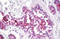 PEM antibody, AM32170PU-N, Origene, Immunohistochemistry frozen image 