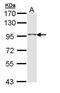 Taste 1 Receptor Member 1 antibody, GTX108238, GeneTex, Western Blot image 