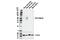 Natural Cytotoxicity Triggering Receptor 1 antibody, 23732S, Cell Signaling Technology, Western Blot image 